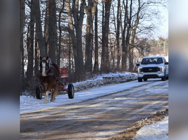 Sangre fría belga Mestizo Caballo castrado 5 años 168 cm Alazán-tostado in Howell