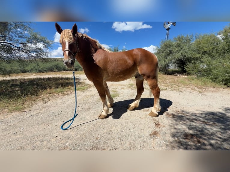 Sangre fría belga Caballo castrado 5 años 173 cm Alazán rojizo in Benson