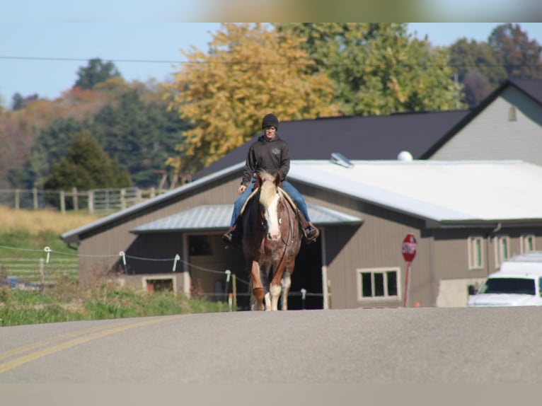 Sangre fría belga Mestizo Caballo castrado 5 años 173 cm Ruano alazán in Millersburg