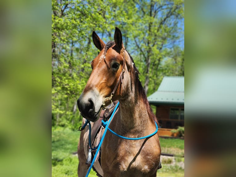 Sangre fría belga Caballo castrado 5 años 183 cm Castaño-ruano in Belfast