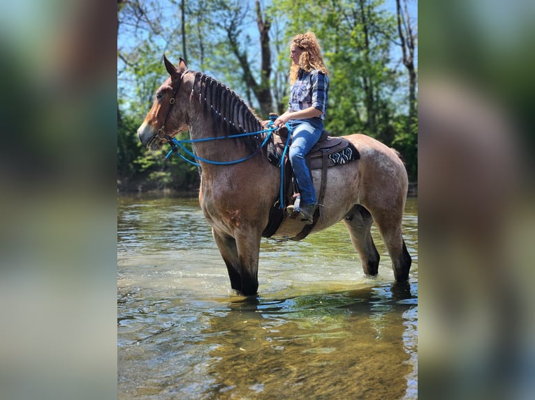 Sangre fría belga Caballo castrado 5 años 183 cm Castaño-ruano in Belfast