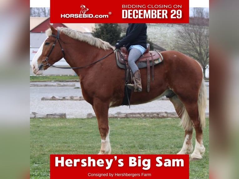 Sangre fría belga Caballo castrado 5 años 185 cm Alazán rojizo in Millersburg