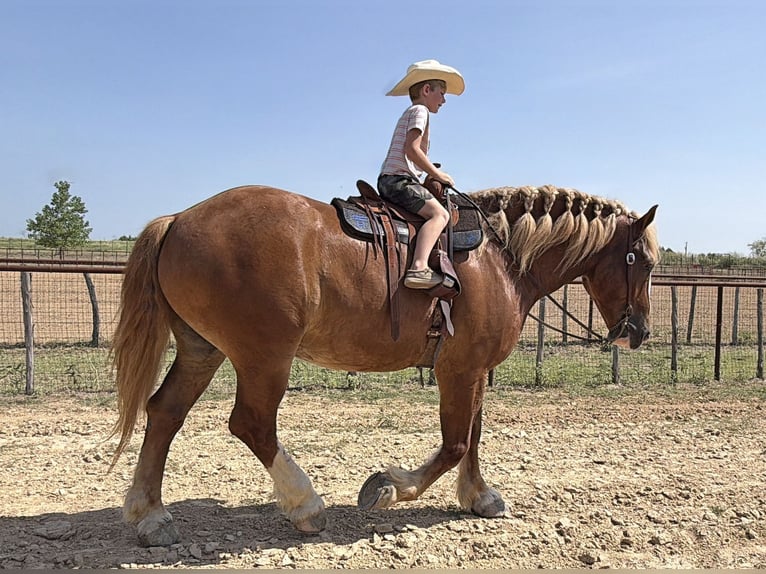 Sangre fría belga Caballo castrado 5 años Alazán rojizo in Weatherford