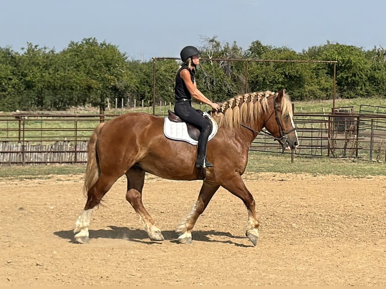 Sangre fría belga Caballo castrado 5 años Alazán rojizo in Weatherford