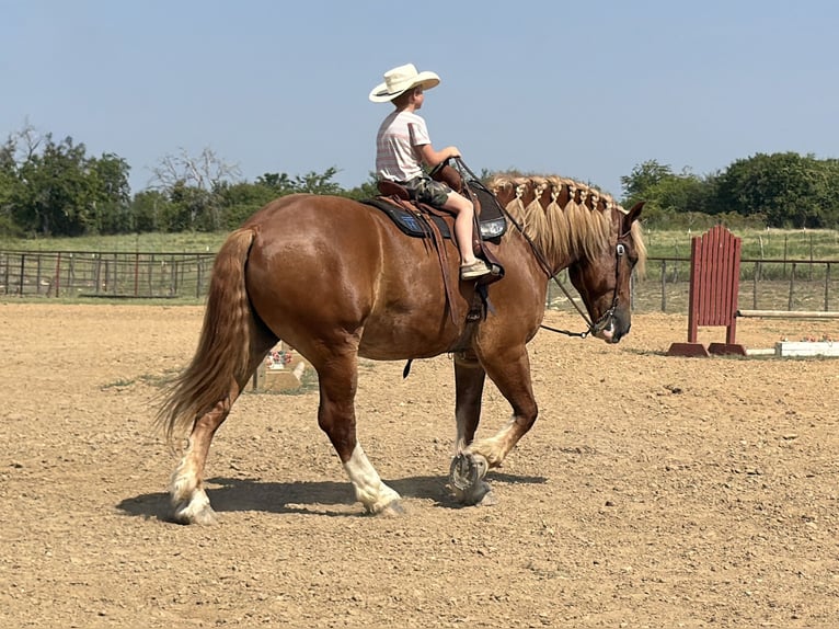 Sangre fría belga Caballo castrado 5 años Alazán rojizo in Weatherford