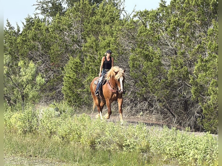 Sangre fría belga Caballo castrado 5 años Alazán rojizo in Weatherford