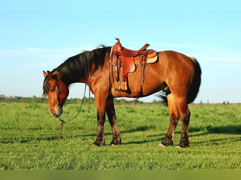 Sangre fría belga Mestizo Caballo castrado 5 años Castaño rojizo in Merrill