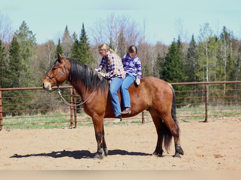 Sangre fría belga Mestizo Caballo castrado 5 años Castaño rojizo in Merrill
