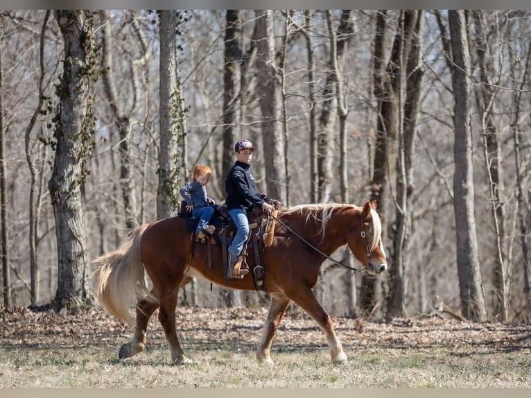 Sangre fría belga Mestizo Caballo castrado 6 años 163 cm Castaño rojizo in Fort Worth Texas