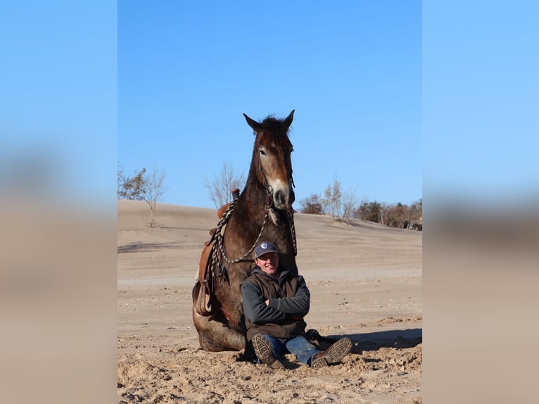 Sangre fría belga Mestizo Caballo castrado 6 años 168 cm Buckskin/Bayo in Howell