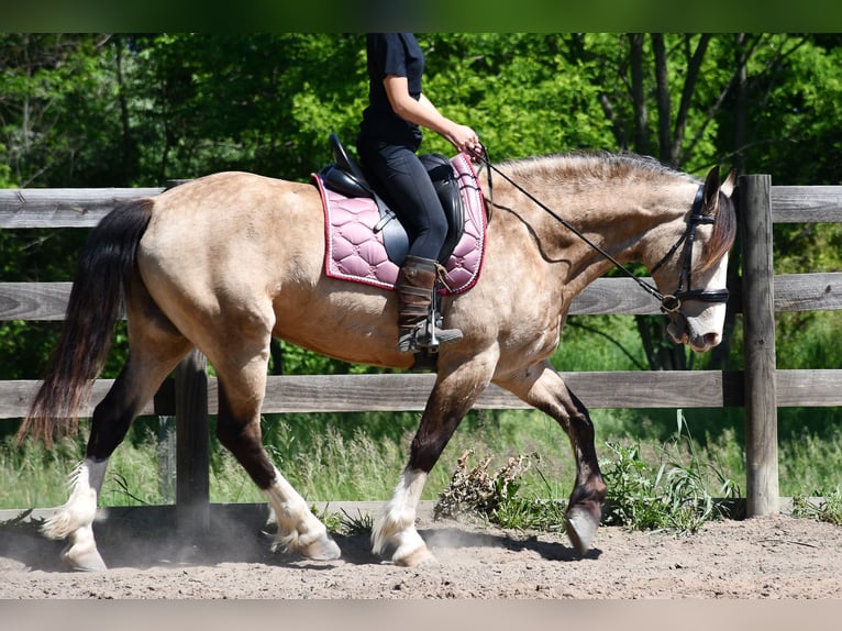 Sangre fría belga Mestizo Caballo castrado 6 años Buckskin/Bayo in Strasburg