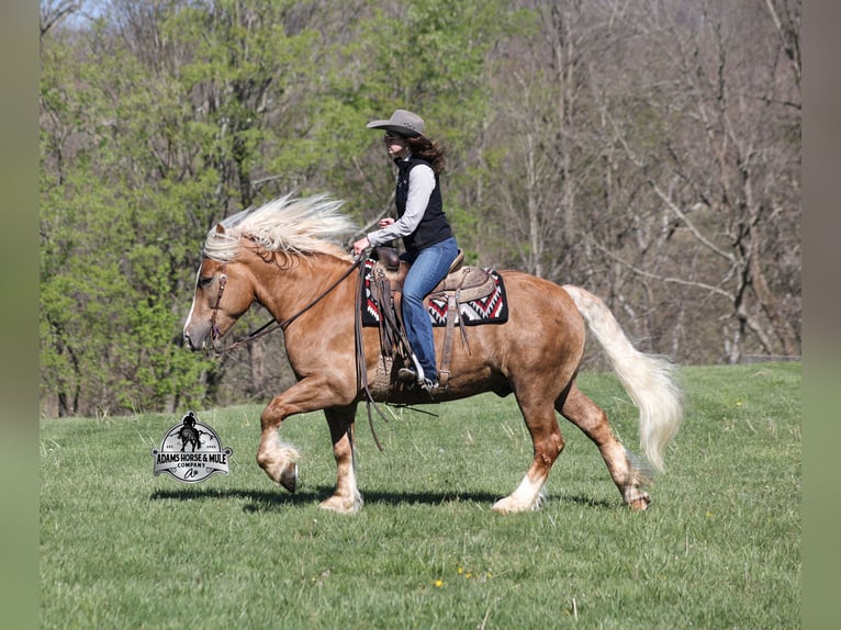 Sangre fría belga Caballo castrado 6 años Palomino in Mount Vernon