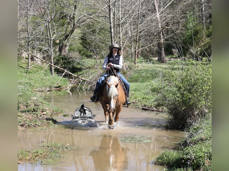 Sangre fría belga Caballo castrado 6 años Palomino in Mount Vernon
