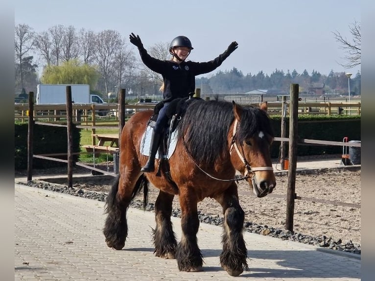 Sangre fría belga Mestizo Caballo castrado 7 años 162 cm Castaño in Nettetal