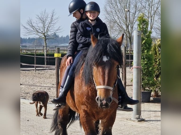 Sangre fría belga Mestizo Caballo castrado 7 años 162 cm Castaño in Nettetal