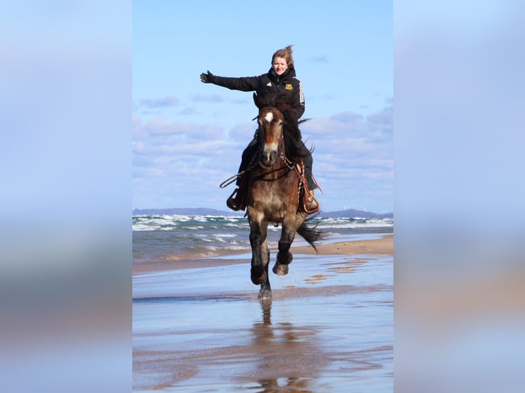 Sangre fría belga Mestizo Caballo castrado 7 años 168 cm Buckskin/Bayo in Howell