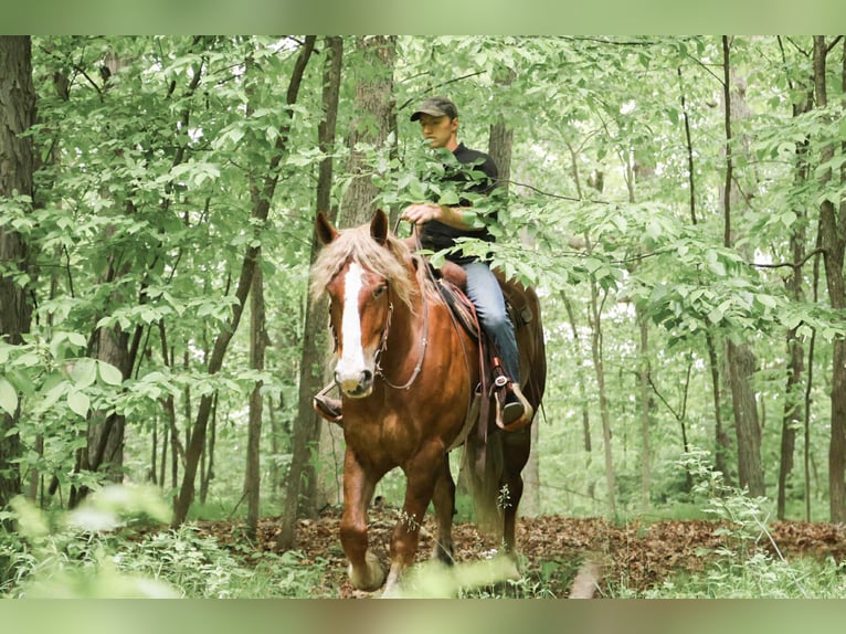 Sangre fría belga Caballo castrado 7 años 170 cm Alazán-tostado in Howell