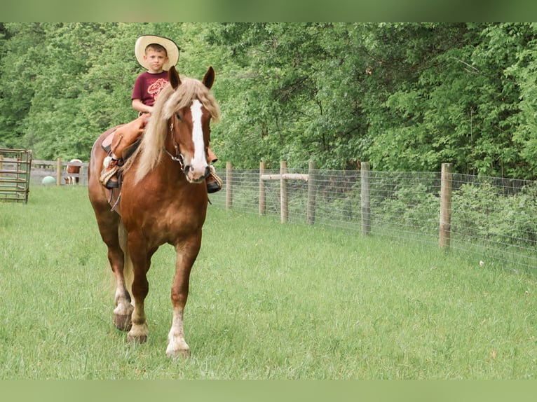 Sangre fría belga Caballo castrado 7 años 170 cm Alazán-tostado in Howell