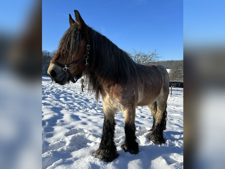 Sangre fría belga Caballo castrado 7 años 170 cm Musgo marrón in Sprockhövel