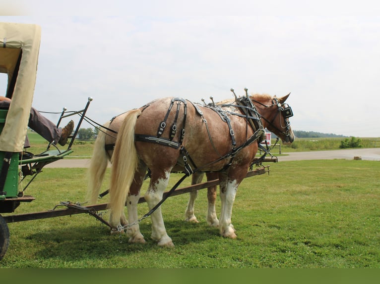 Sangre fría belga Mestizo Caballo castrado 7 años 180 cm Ruano alazán in Millersburg