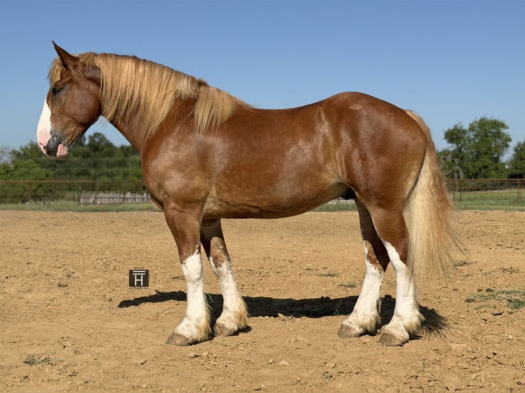 Sangre fría belga Caballo castrado 7 años Alazán rojizo in Weatherford