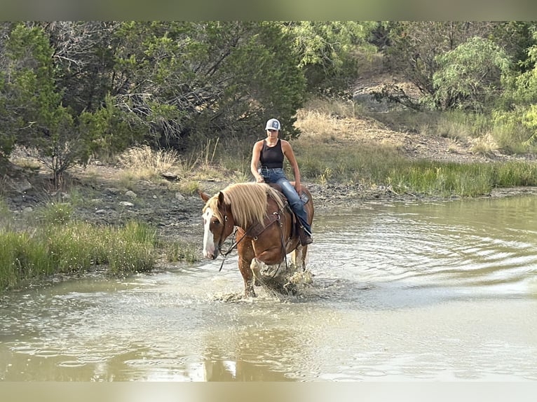 Sangre fría belga Caballo castrado 7 años Alazán rojizo in Weatherford