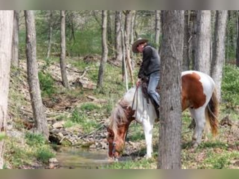 Sangre fría belga Mestizo Caballo castrado 7 años Pío in Needmore