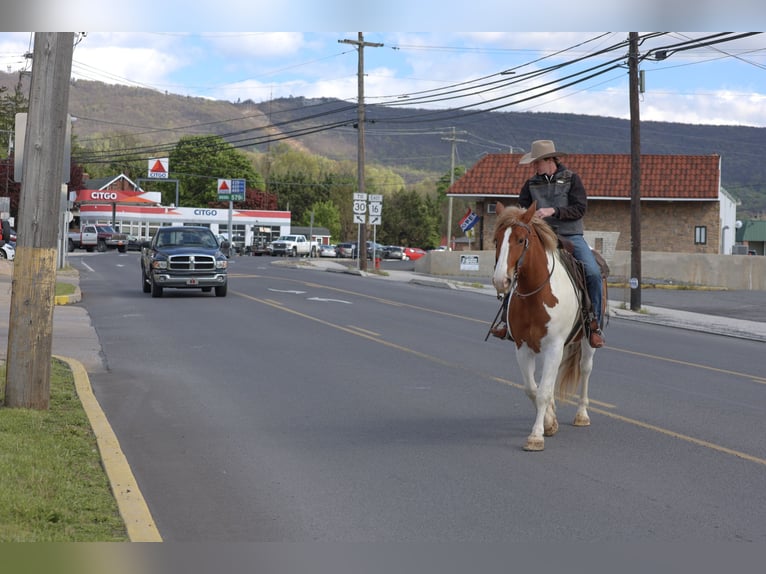Sangre fría belga Mestizo Caballo castrado 7 años Pío in Needmore