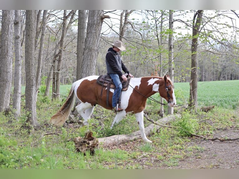 Sangre fría belga Mestizo Caballo castrado 7 años Pío in Needmore