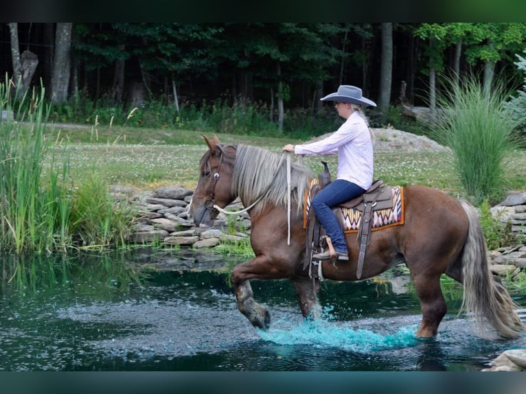 Sangre fría belga Caballo castrado 8 años 160 cm Alazán-tostado in Everett PA