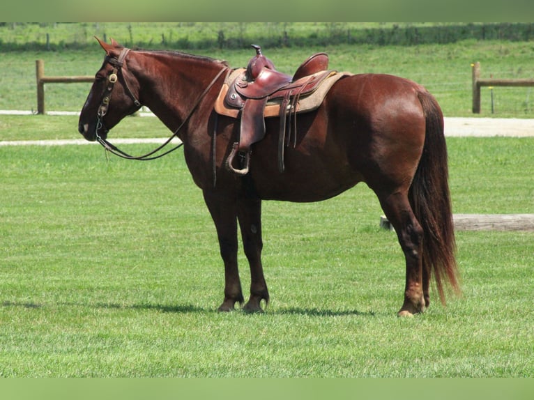 Sangre fría belga Mestizo Caballo castrado 8 años 163 cm Alazán-tostado in Millersburg