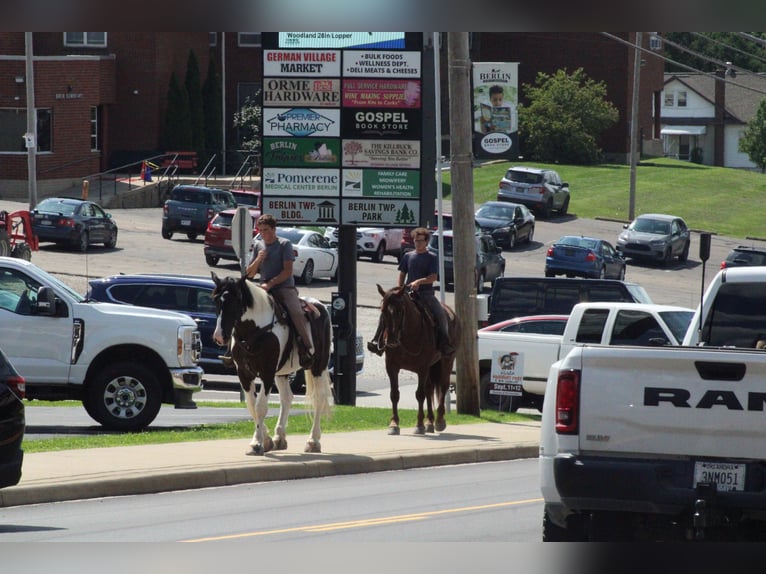 Sangre fría belga Mestizo Caballo castrado 8 años 163 cm Alazán-tostado in Millersburg