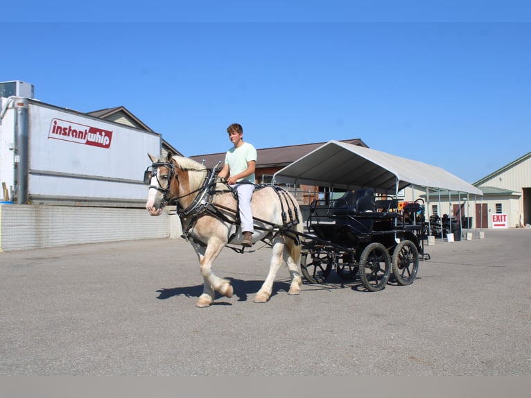 Sangre fría belga Mestizo Caballo castrado 8 años 165 cm Ruano alazán in Millersburg