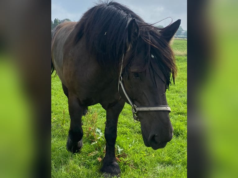 Sangre fría belga Caballo castrado 8 años 168 cm Negro in Langerwehe