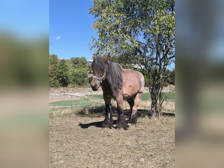 Sangre fría belga Caballo castrado 8 años 172 cm  in Ammerbuch