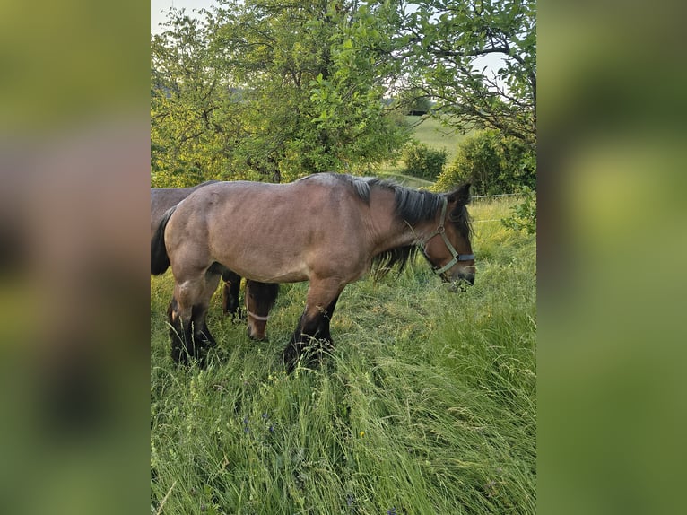Sangre fría belga Caballo castrado 8 años 172 cm  in Ammerbuch