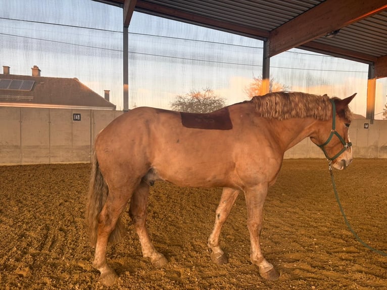 Sangre fría belga Mestizo Caballo castrado 8 años 173 cm Alazán in Kematen an der Ybbs