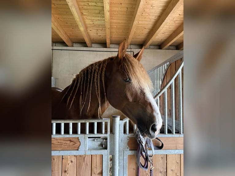 Sangre fría belga Mestizo Caballo castrado 8 años 173 cm Alazán in Kematen an der Ybbs