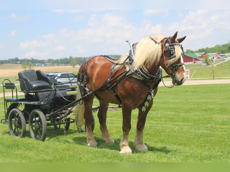Sangre fría belga Caballo castrado 8 años Alazán-tostado in Millersburg