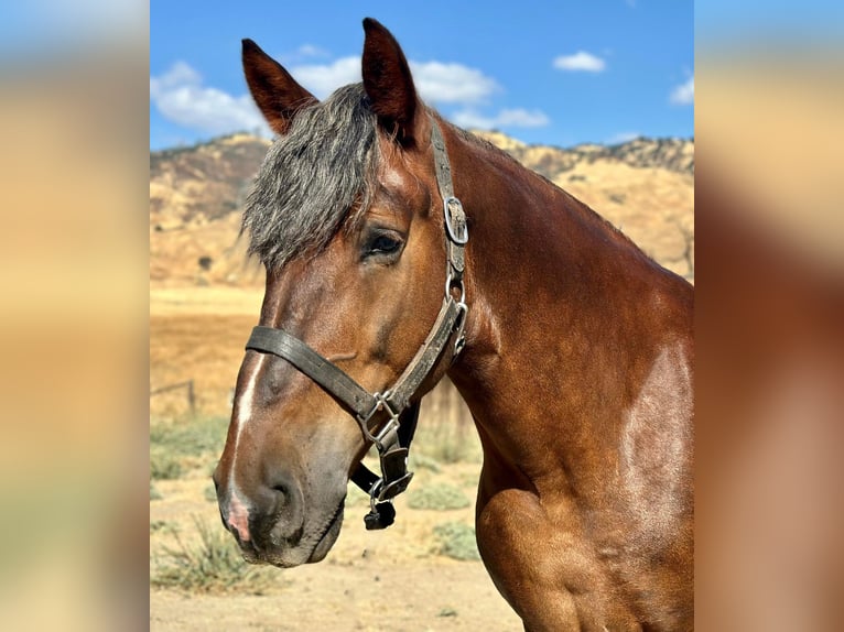 Sangre fría belga Caballo castrado 9 años 170 cm Castaño in Bitterwater CA