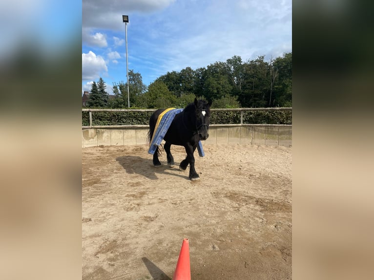 Sangre fría belga Caballo castrado 9 años 172 cm Negro in Willich
