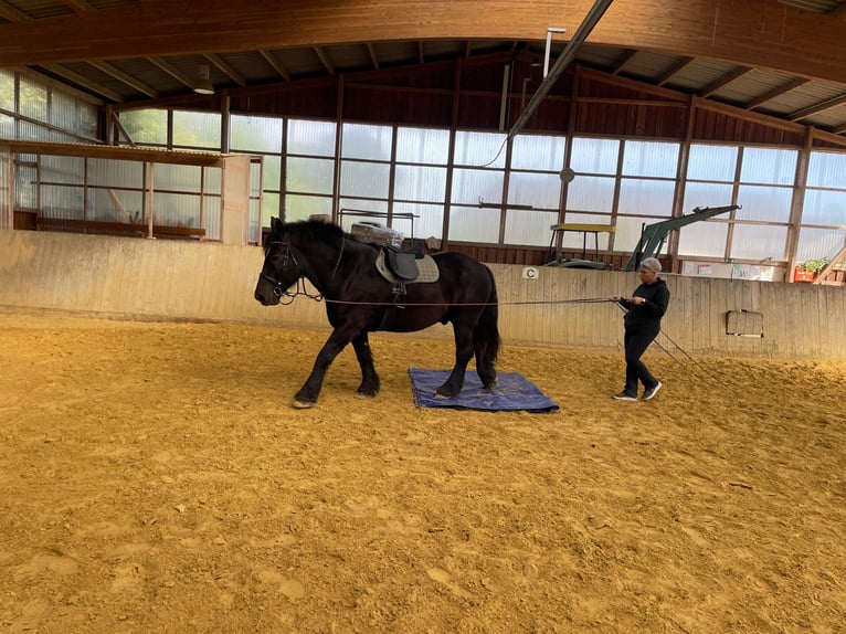 Sangre fría belga Caballo castrado 9 años 172 cm Negro in Willich