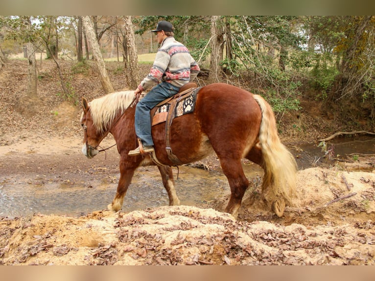 Sangre fría belga Caballo castrado 9 años Alazán-tostado in Rusk