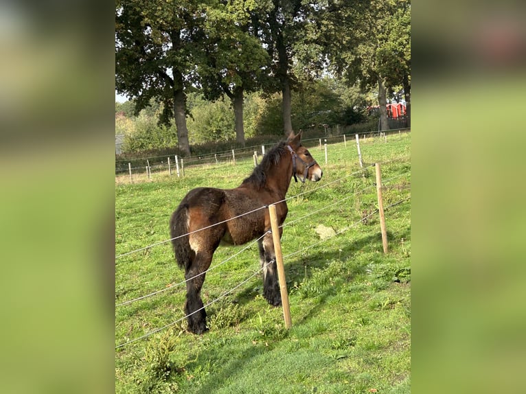 Sangre fría belga Semental 1 año 170 cm Castaño in Beek en Donk