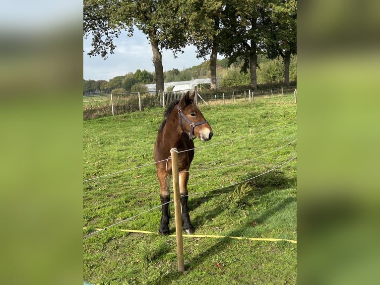 Sangre fría belga Semental 1 año 170 cm Castaño in Beek en Donk
