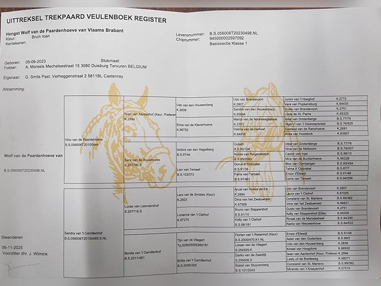 Sangre fría belga Semental 3 años  in Kürten