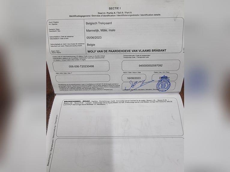 Sangre fría belga Semental 3 años  in Kürten