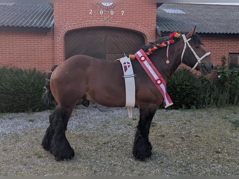 Sangre fría belga Semental Potro (06/2026) 130 cm Castaño-ruano in Tæbring
