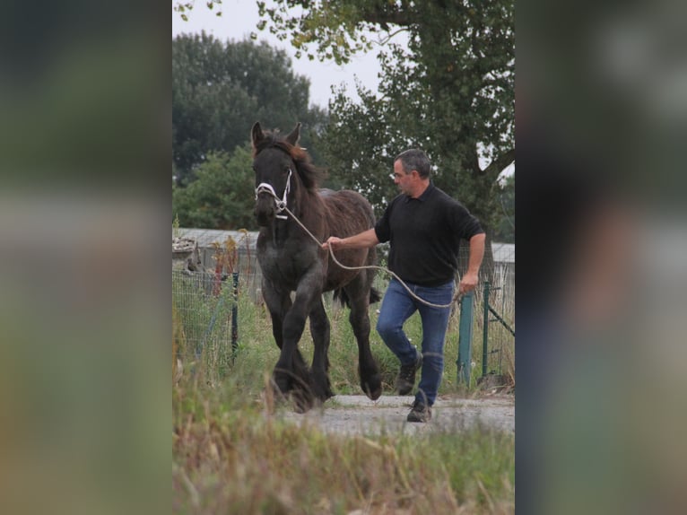 Sangre fría belga Semental Potro (01/2025) in Herdersem