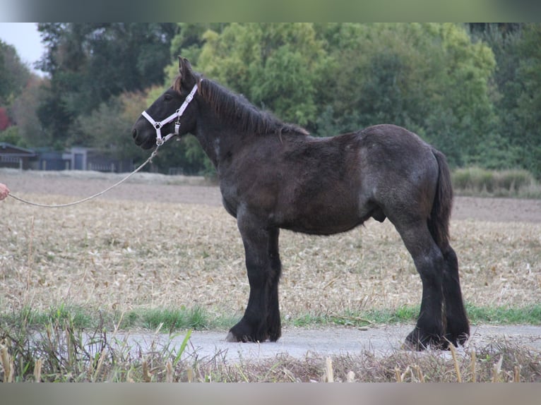 Sangre fría belga Semental Potro (01/2025) in Herdersem